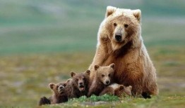 小虫熊角落吃瓜,一场别开生面的吃瓜盛宴