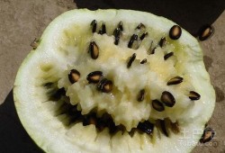 籽瓜熬吃作用,养生保健的天然良方