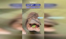 河马张嘴吃瓜,趣味瞬间捕捉生态和谐