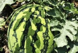 北夜吃瓜,揭秘娱乐圈背后的那些事儿