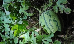 可以吃的野生瓜,探寻大自然的馈赠与美味
