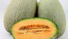 白血病可以吃哈密瓜不