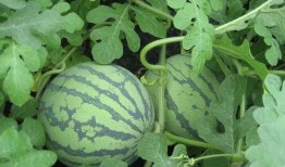 吃瓜1002无标题,一场引人入胜的无标题事件深度解析