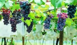 吃货主播瓜葡萄,解锁味蕾新体验