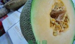 吃哈密瓜好吃鸡