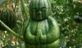 什么瓜可吃搞笑