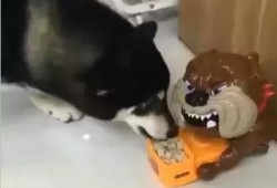 拿盆吃瓜的狗,捕捉一只拿盆吃瓜的萌犬瞬间