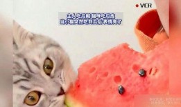 小猫吃瓜怎么画
