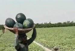 巴基斯坦人吃瓜,瓜果飘香，生活滋味