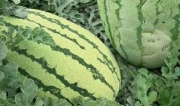 甘南密瓜怎么吃,甘南密瓜的多彩食法探索