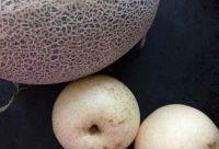 吃了雪梨可以吃哈密瓜吗,美味搭配的饮食探索