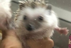 刺猬带全家吃瓜,共享夏日清凉时光