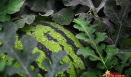 吃丰收瓜害处,揭秘过量食用带来的健康风险