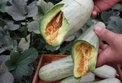 吃瓜黄钱,网络热议背后的经济现象