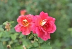 小玫瑰吃瓜,小玫瑰的瓜田奇遇记