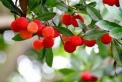 吃完杨梅吃瓜苦,探寻夏日饮食的奇妙体验