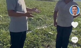 宁夏吃瓜的视频,吃瓜视频带你领略瓜果飘香