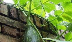 德阳交院吃瓜,揭秘校园风云录