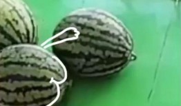 呕吐后吃蜜瓜,呕吐后美味恢复攻略