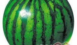 吃秋瓜会胖吗,吃瓜真的会胖吗？揭秘秋季饮食误区