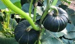 吃小瓜溃疡,小瓜溃疡成因与防治策略解析