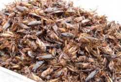 地皮虫吃小瓜吗,揭秘它们是否吃小瓜