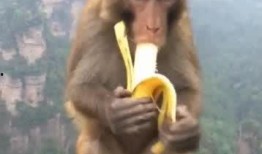 猴吃瓜文案男孩,趣味横生的夏日奇遇记