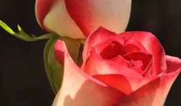 大龄女人吃玫瑰瓜