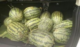 什么是围观吃瓜,揭秘围观吃瓜背后的社会现象与心理动机