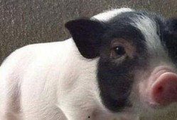 小香猪吃瓜,小香猪的夏日瓜果盛宴