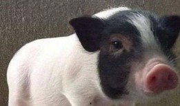 小香猪吃瓜,小香猪的夏日瓜果盛宴