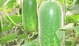 宛儿吃瓜,揭秘娱乐圈那些不为人知的幕后故事