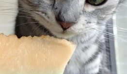 猫咪在吃瓜,萌宠美食瞬间捕捉