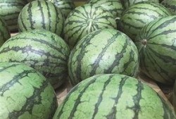 地瓜吃瓜网站dgjp,揭秘网络红人的秘密花园