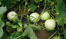 请你吃瓜壁纸,揭秘“请你吃瓜”壁纸背后的趣味故事