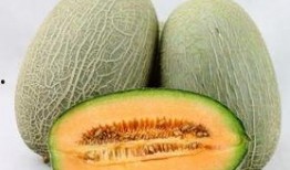 吃哈密瓜可以吃花甲吗